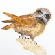 Demo painting of an owl by Paul Margocsy
