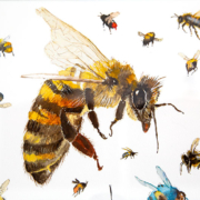 Detail from "Bees" - watercolour by JoanDenner. Lots of different types of bees in flight.
