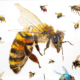 Detail from "Bees" - watercolour by JoanDenner. Lots of different types of bees in flight.
