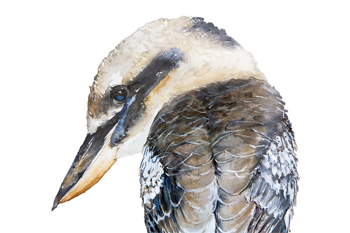 Detail from “Kookaburra” – watercolour by Joan Denner Detail from "Kookaburra" - watercolour by Joan Denner