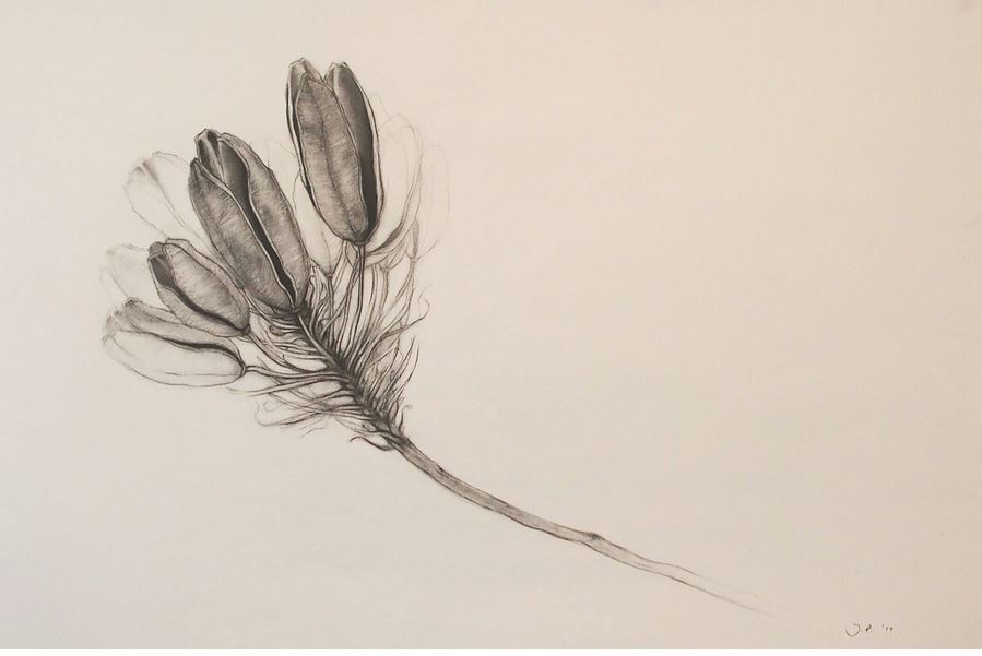Jan Prislin Planinc - Fragile1- botanical charcoal drawing of a on Arches Paper 80 x 120cm
