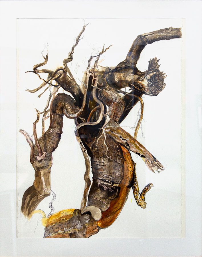 Maxine Pritchard – Fallen Banksia – Ink Maxine Pritchard - Fallen Banksia - Ink